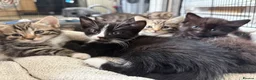Mixed Breed cats for sale: Kittens ready to go now  - Advert 1