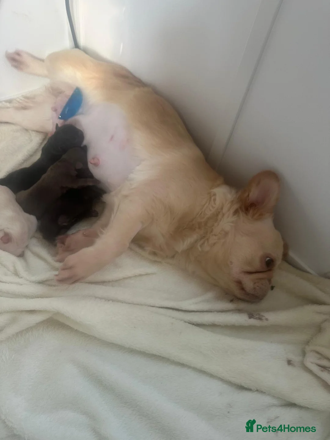French Bulldog dogs for sale: Fluffy Frenchies looking for forever homes - Advert 2