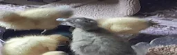 Ducks poultry for sale: Muscovy and silver appleyard ducklings pairs LN4 - Advert 5