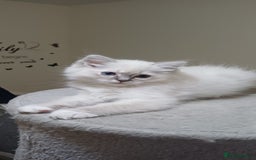 Ragdoll cats for sale: 2 Beautiful Girls available  - Image 9