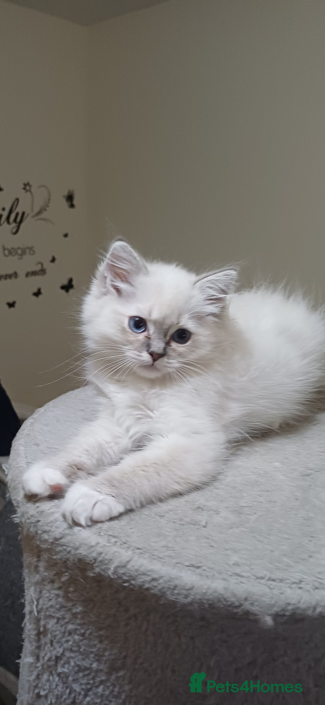 Ragdoll cats for sale: 2 Beautiful Girls available  - Image 9
