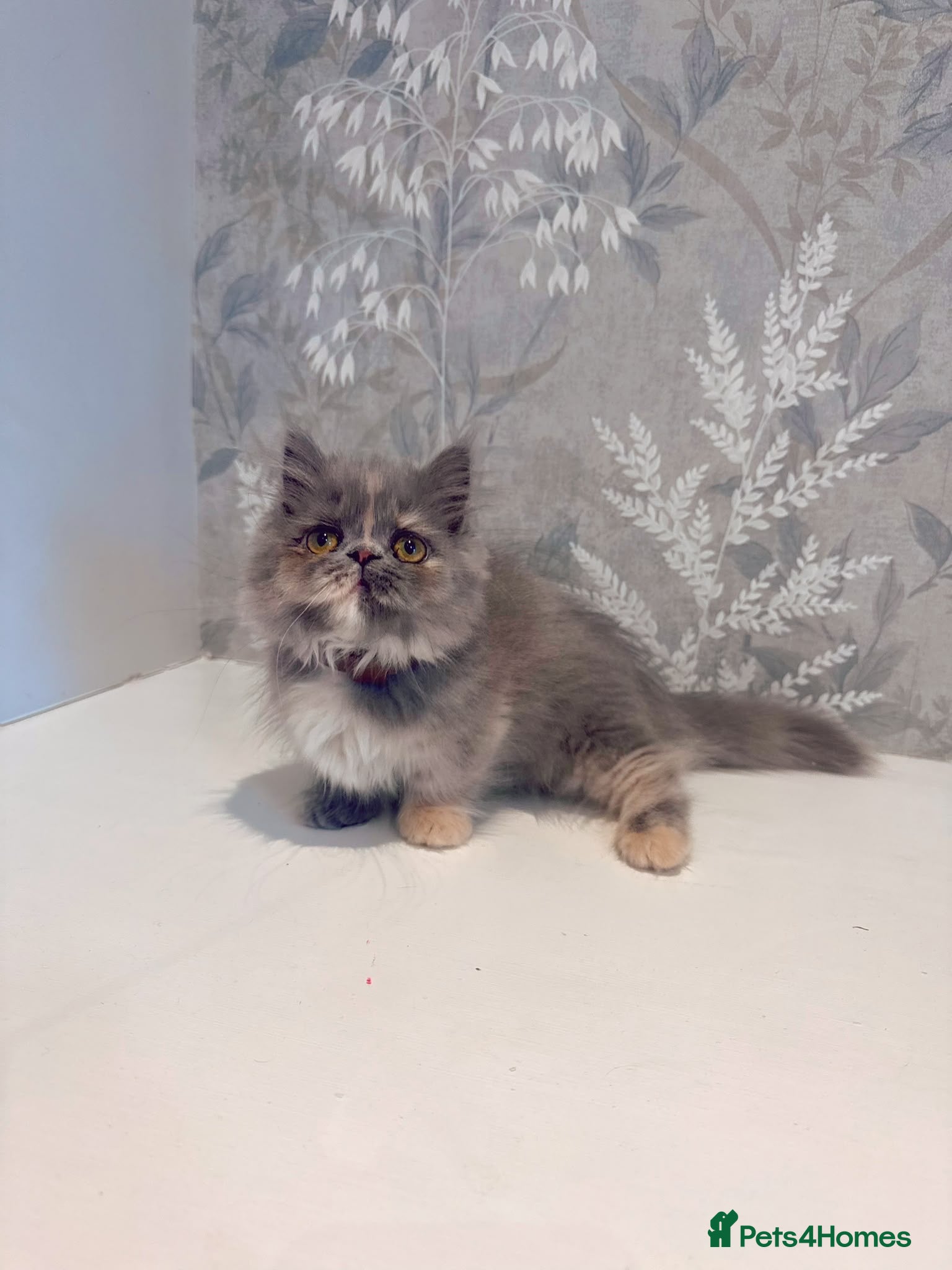 Persian cats  1 FEMALE LEFT Rare DWARF PERSIAN Munchkin Kittens - Advert 2