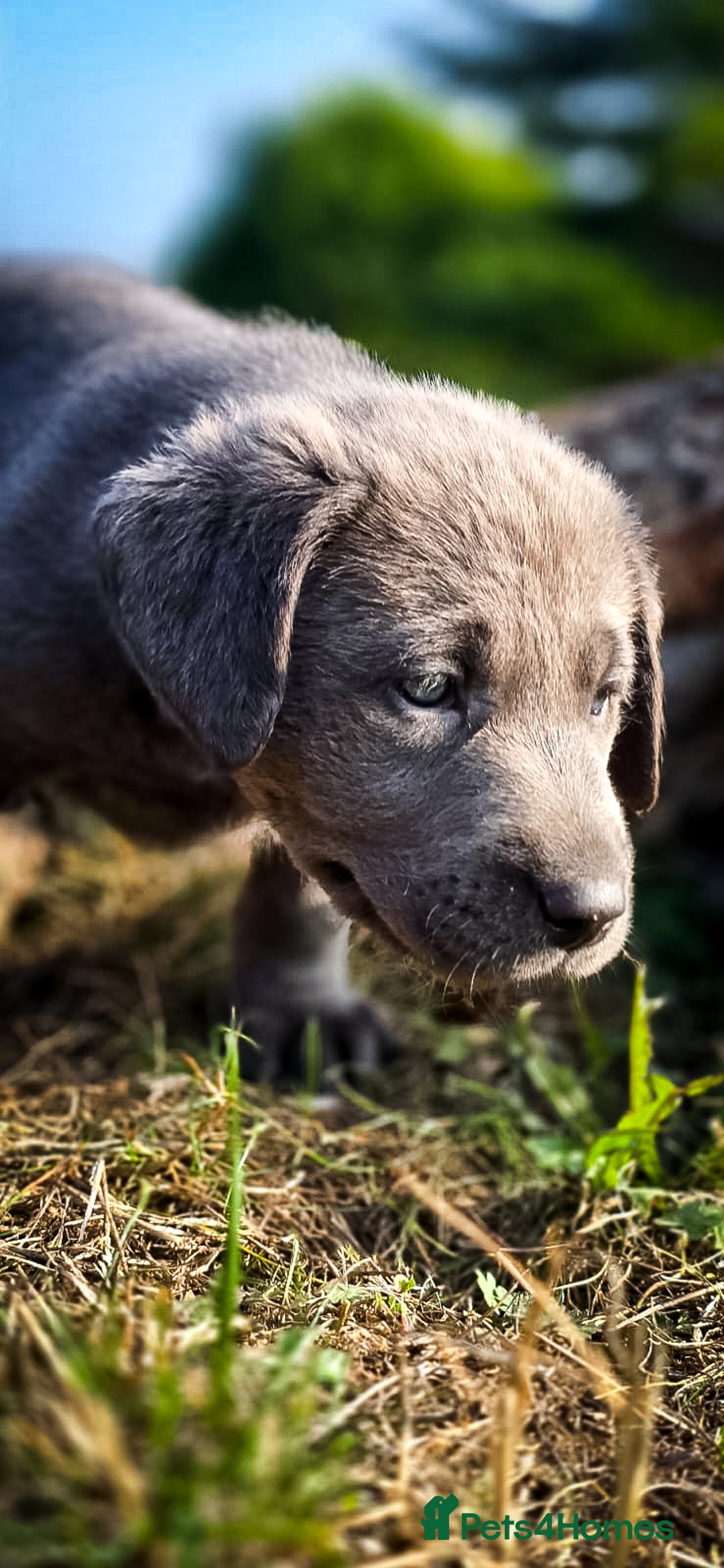 Labrador Retriever dogs for sale: 🐾Meet our adorable silver & charcoal lab pupps🐾  - Image 4