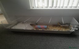 Guinea Pig rodents for sale: Female guinea pigs - Image 2