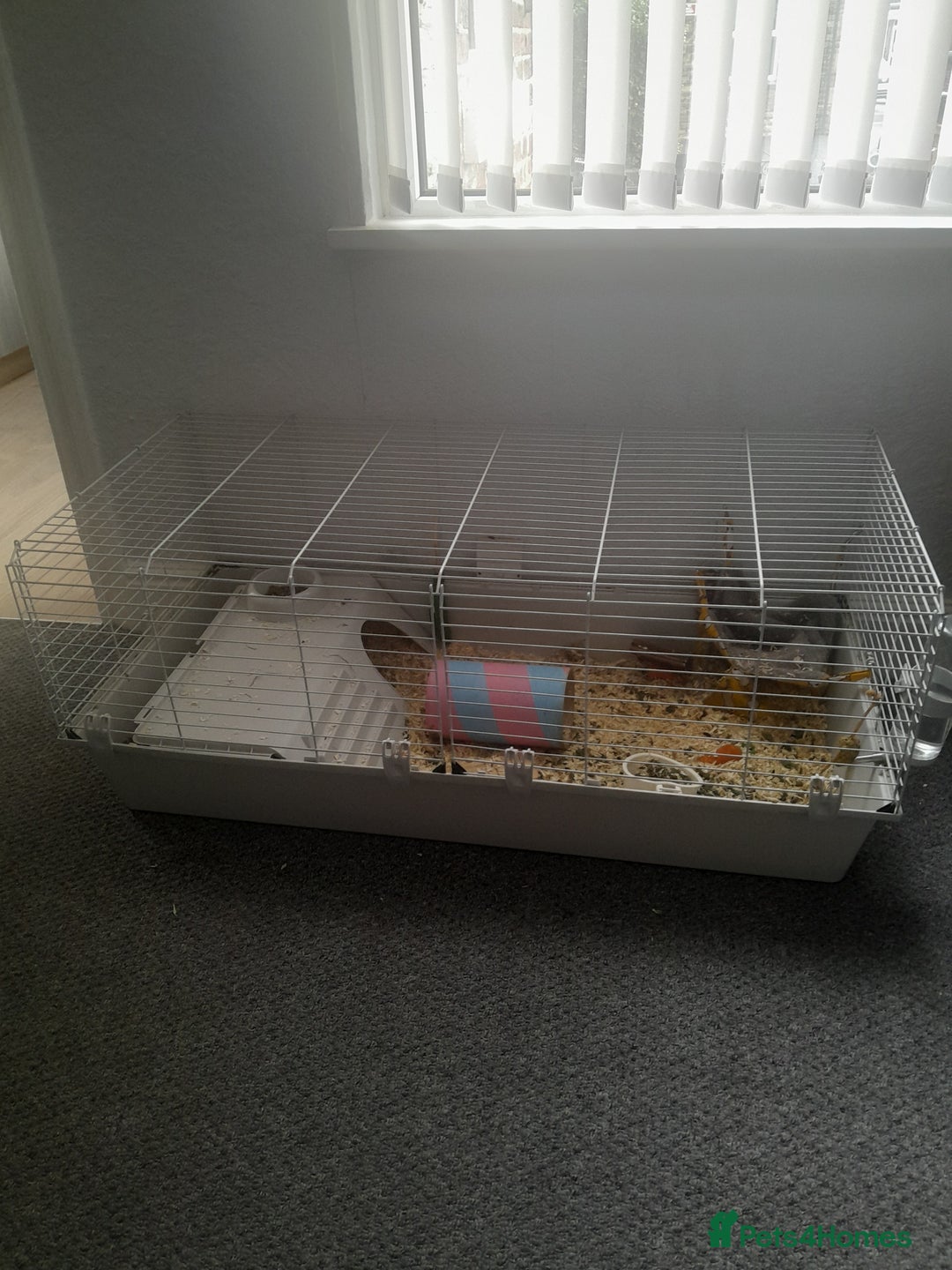 Guinea Pig rodents for sale: Female guinea pigs - Image 2