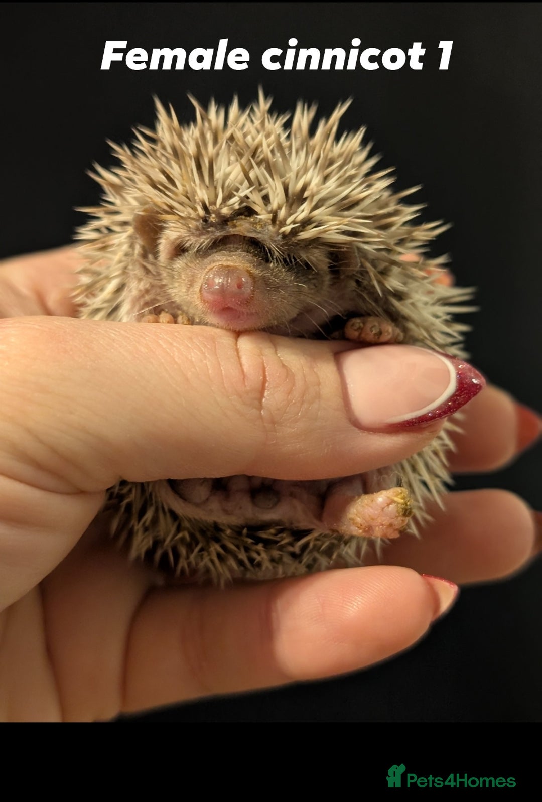 Pygmy Hedgehog rodents for sale: Gorgeous APH hedgehogs  - Advert 3