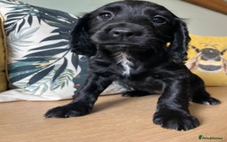 Sprocker dogs for sale: Sprocker Puppies - Image 2
