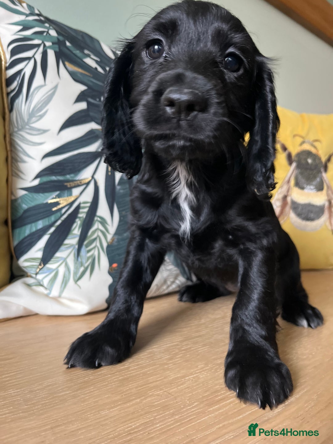 Sprocker dogs for sale: Sprocker Puppies - Image 2