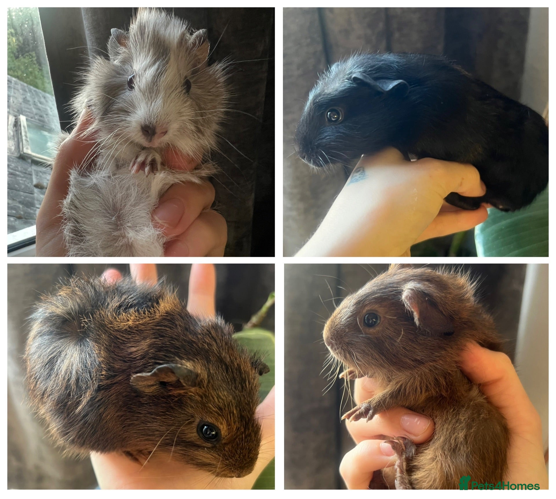 Guinea Pig rodents Baby Guinea Pigs for sale | ready to leave soon! - Advert 2
