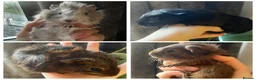 Guinea Pig rodents for sale: Baby Guinea Pigs for sale | ready to leave soon! - Advert 1