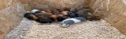 Guinea Pig rodents for sale: Male & Female Guinea Pigs in a range of colours  - Advert 4