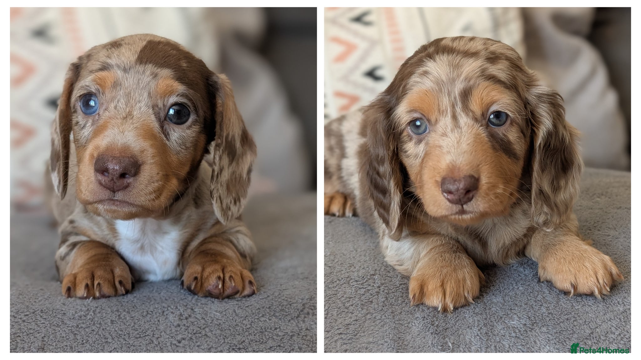 Miniature Dachshund dogs KC reg Miniature Dachshund long and smooth haired  - Advert 1