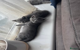 British Shorthair cats for sale: British Shorthair babies  - Image 8