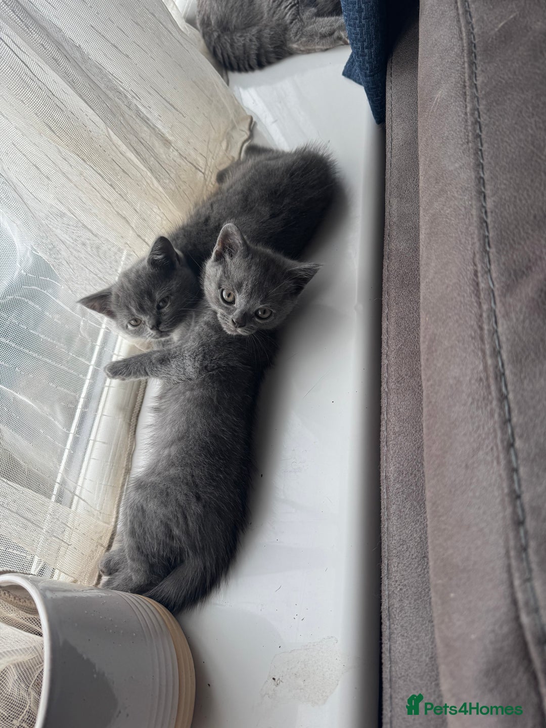 British Shorthair cats for sale: British Shorthair babies  - Image 8