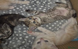 British Shorthair cats for sale: Beautiful British shorthair kittens - Image 7