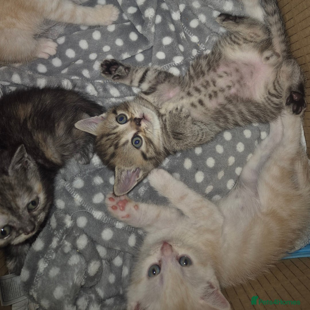 British Shorthair cats for sale: Beautiful British shorthair kittens - Image 7