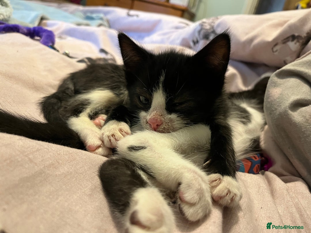 Mixed Breed cats for sale: Two kittens looking for family together - Advert 2