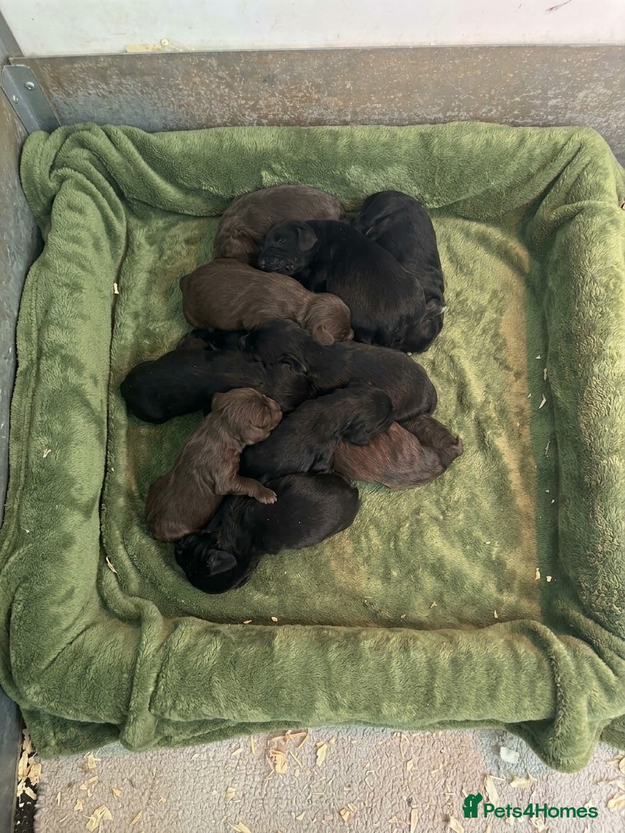 Sprocker dogs Sprocker Spaniel Puppies  - Advert 1