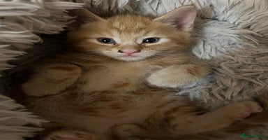 Mixed Breed cats - Advert 9