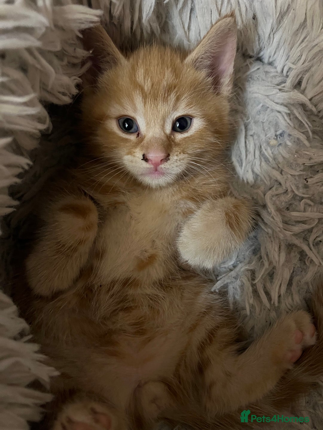 Mixed Breed cats for sale:  Beautiful Kittens for Sale – 2 Boys & 2 Girls 🐾 - Image 3