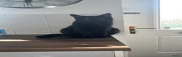 Mixed Breed cats for sale: Maine Coon cross Black European Cat - Advert 8