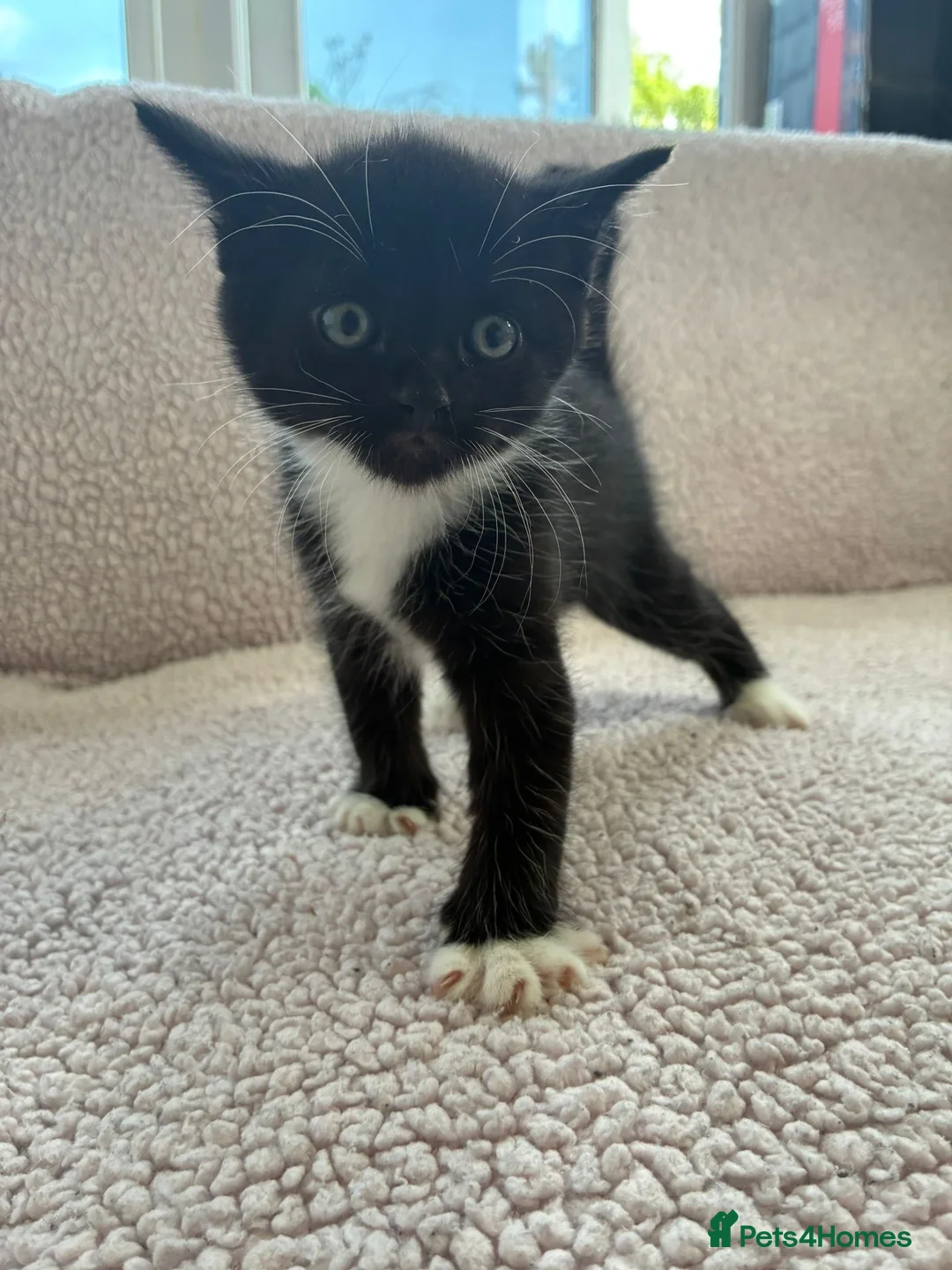 Mixed Breed cats for sale: Five Wonderful, Kichens, Very, Pretty Looking  - Advert 30