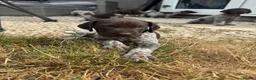 German Shorthaired Pointer dogs for sale: 8 week old German Shorthaired Pointer puppies  - Advert 13