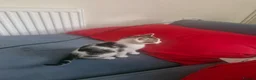 Mixed Breed cats for sale: Kittens for sale - Advert 3