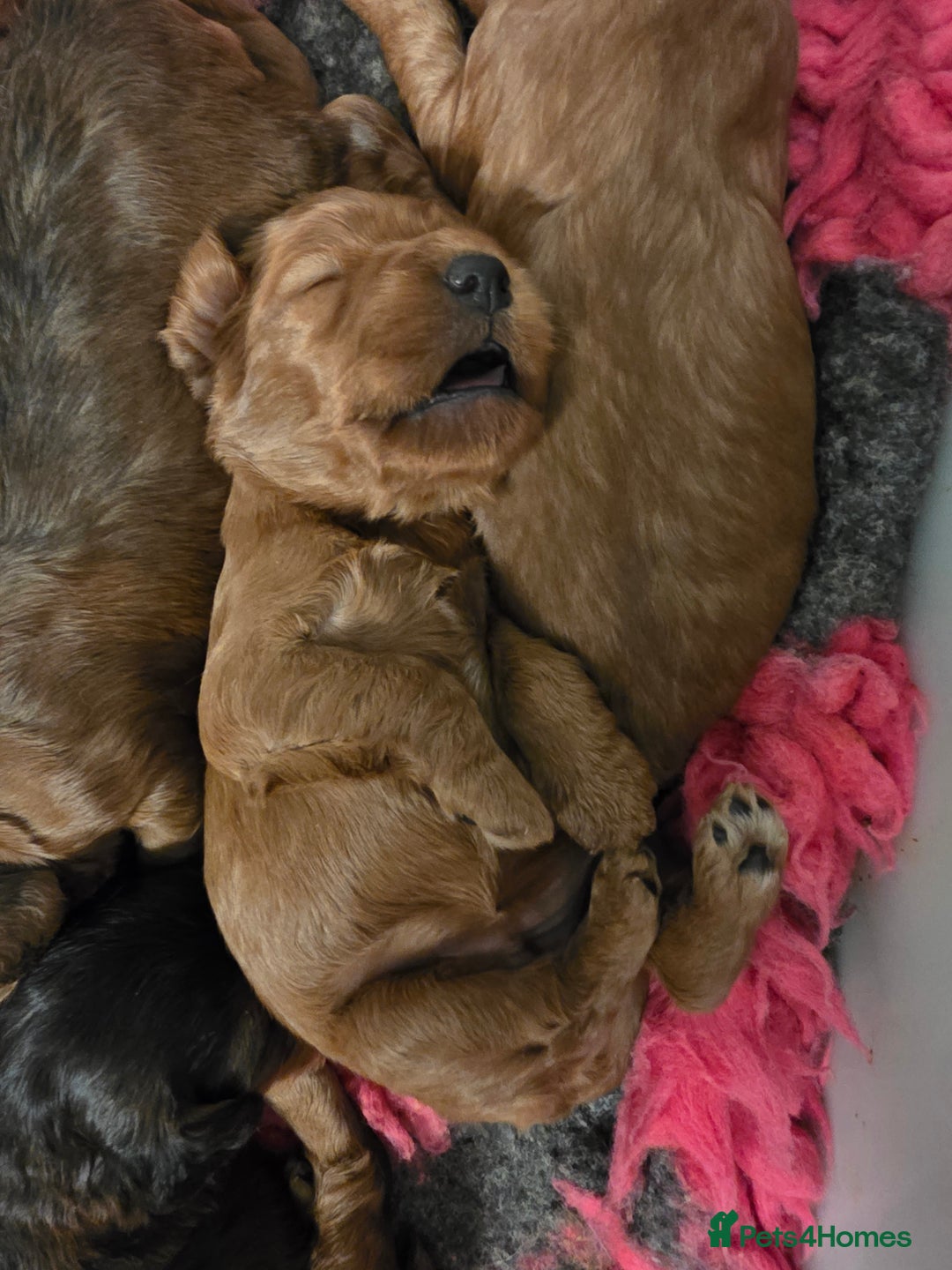 Cockapoo dogs for sale: Beautiful F1 Cockapoo Puppies - Advert 3