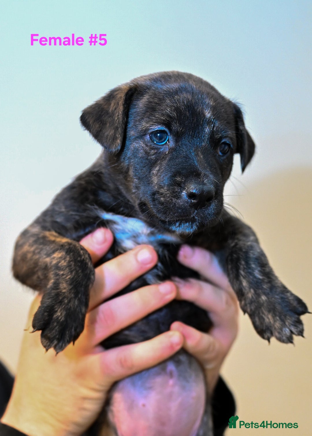 Mixed Breed dogs for sale: 5 Female Bull Lurcher Puppies for Sale - Advert 13