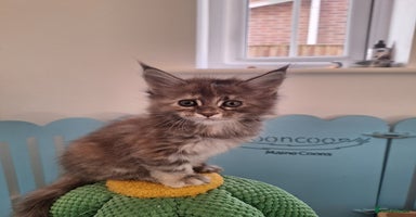 Maine Coon cats - Advert 4