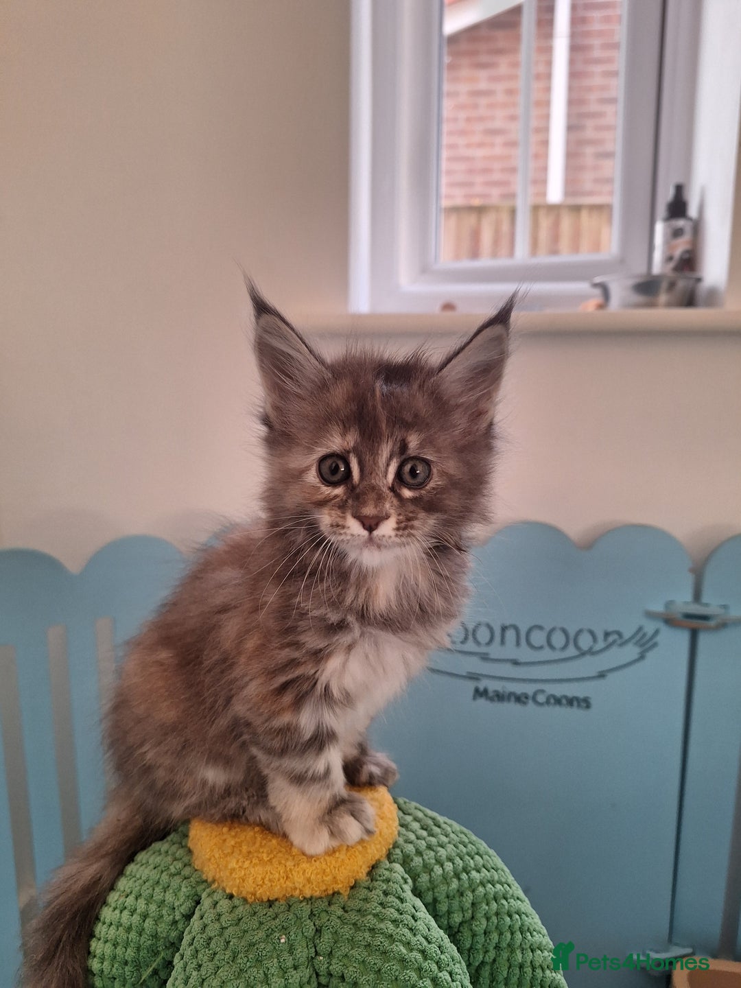 Maine Coon cats for sale: Tica registered kittens - Image 2