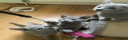 Russian Blue cats for sale: TICA 5* pedigree Russian blue kittens  - Advert 14