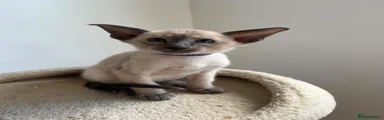 Larry - Purple collar