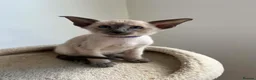 Siamese cats for sale: GCCF Registered Stunning Siamese Kittens  - Advert 4