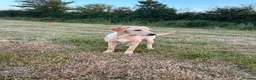 Labrador Retriever dogs for sale: Beautiful Labrador puppy  - Advert 3