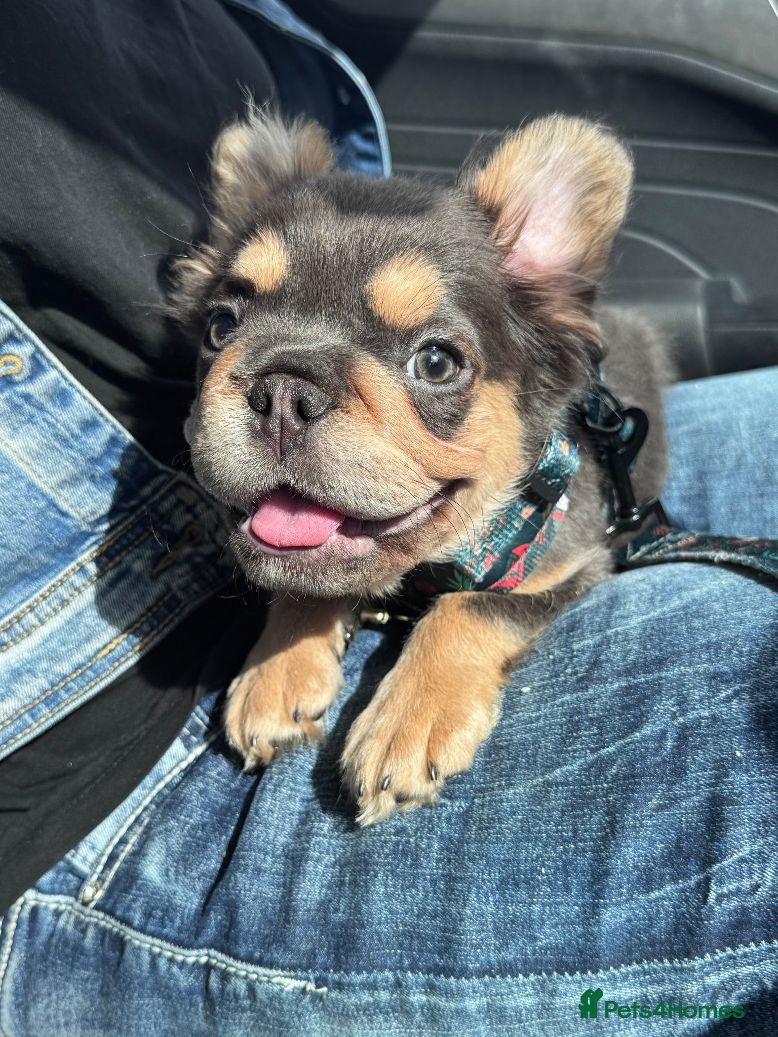 French Bulldog dogs Adorable fluffy frenchies - Advert 1