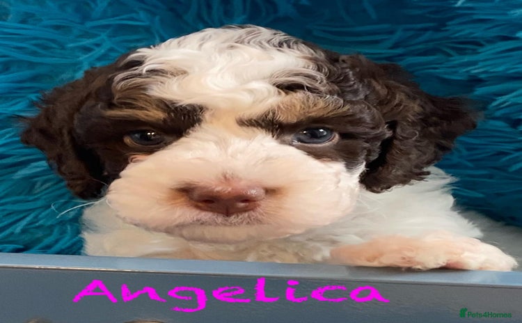 Cockapoo dogs - Advert 2