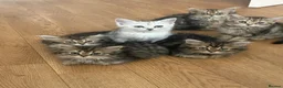 Persian cats for sale: Mixed breed Persian Kittens  - Advert 12