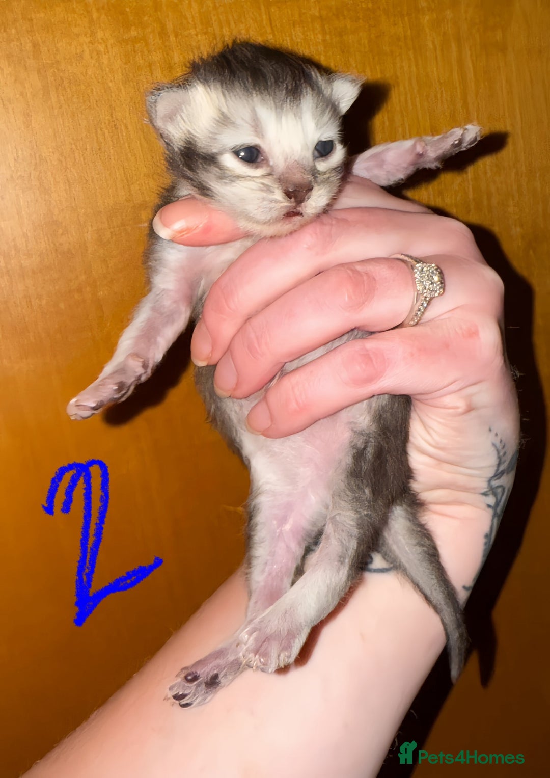 British Shorthair cats for sale: 🩵 3 British Long/Shorthair kittens! 🩵 - Image 3