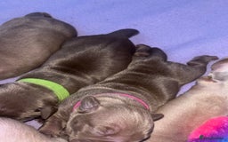 American Bully dogs for sale: Pocket bully puppy’s  - Image 20
