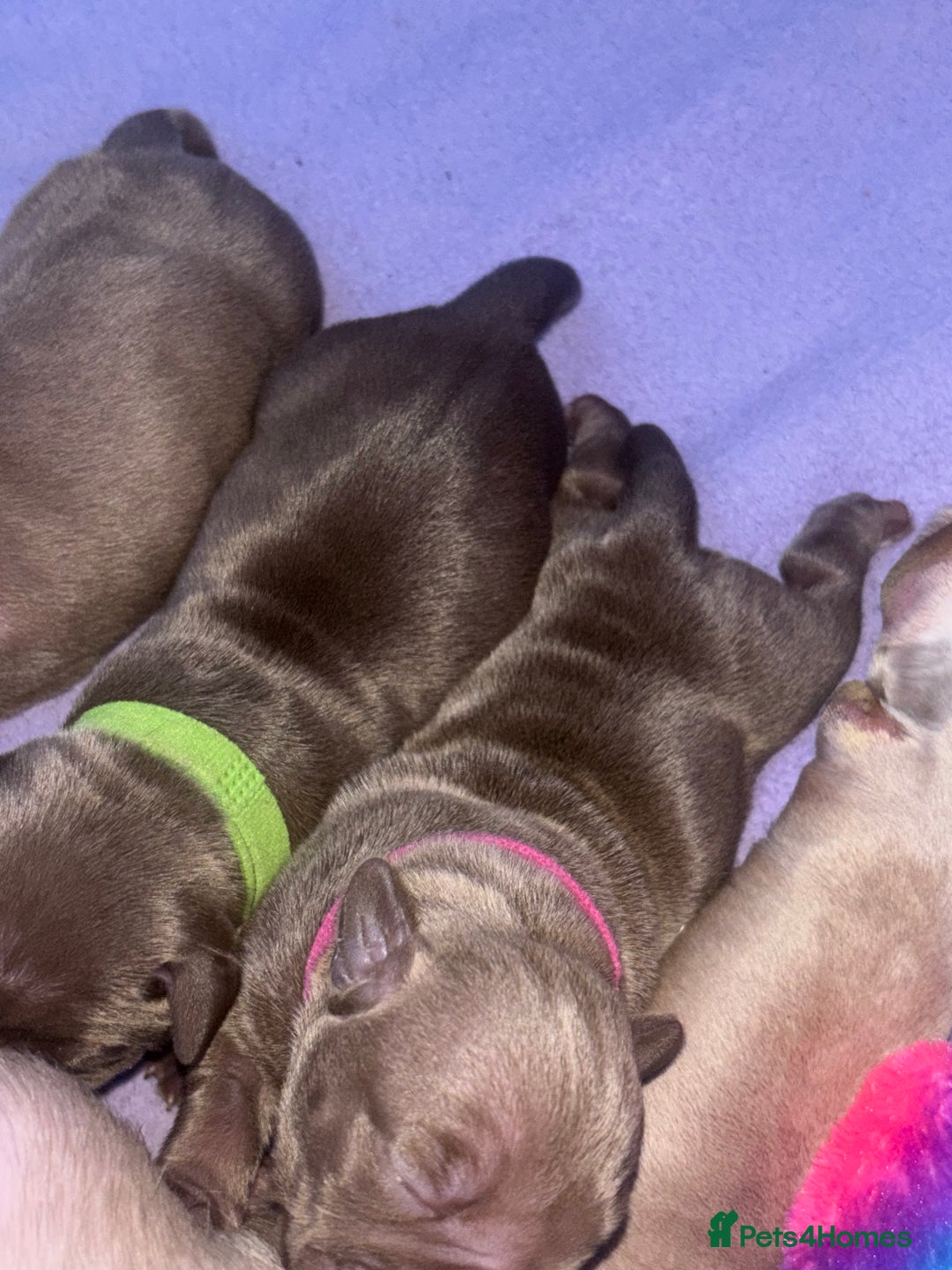 American Bully dogs for sale: Pocket bully puppy’s  - Image 20