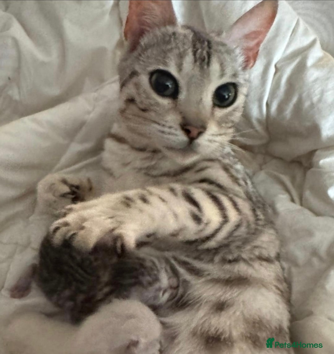 Bengal cats for sale: Bengal x British short hair - Advert 1