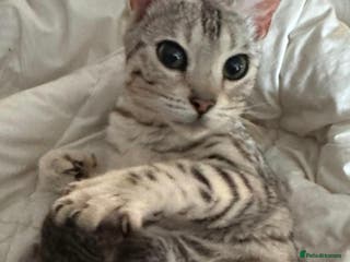 Bengal cats Bengal x British short hair - Advert 2