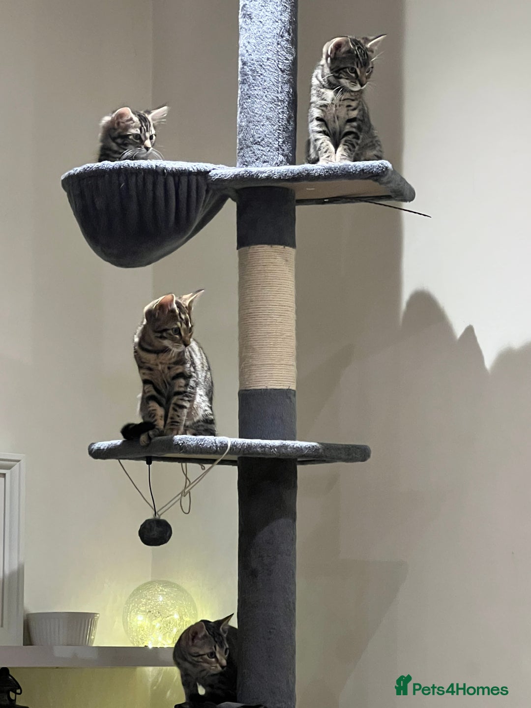 Bengal cats for sale: 4 Bengal cross kittens - Image 8