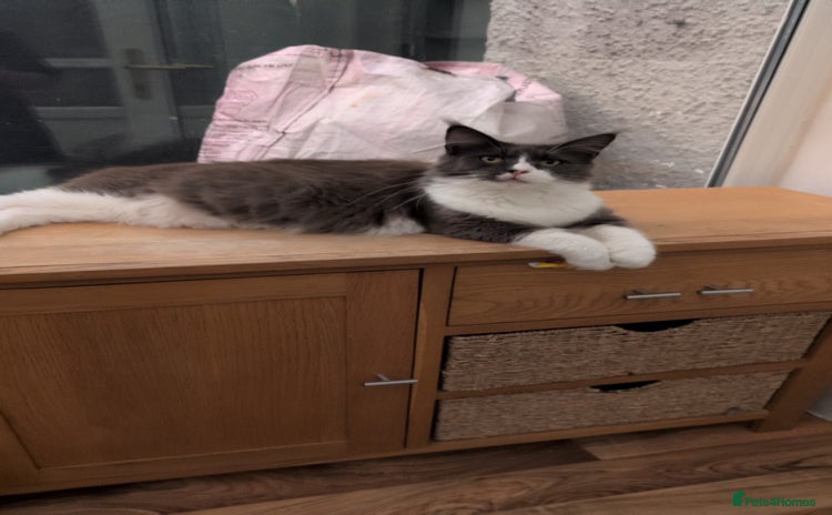 Maine Coon cats - Advert 1