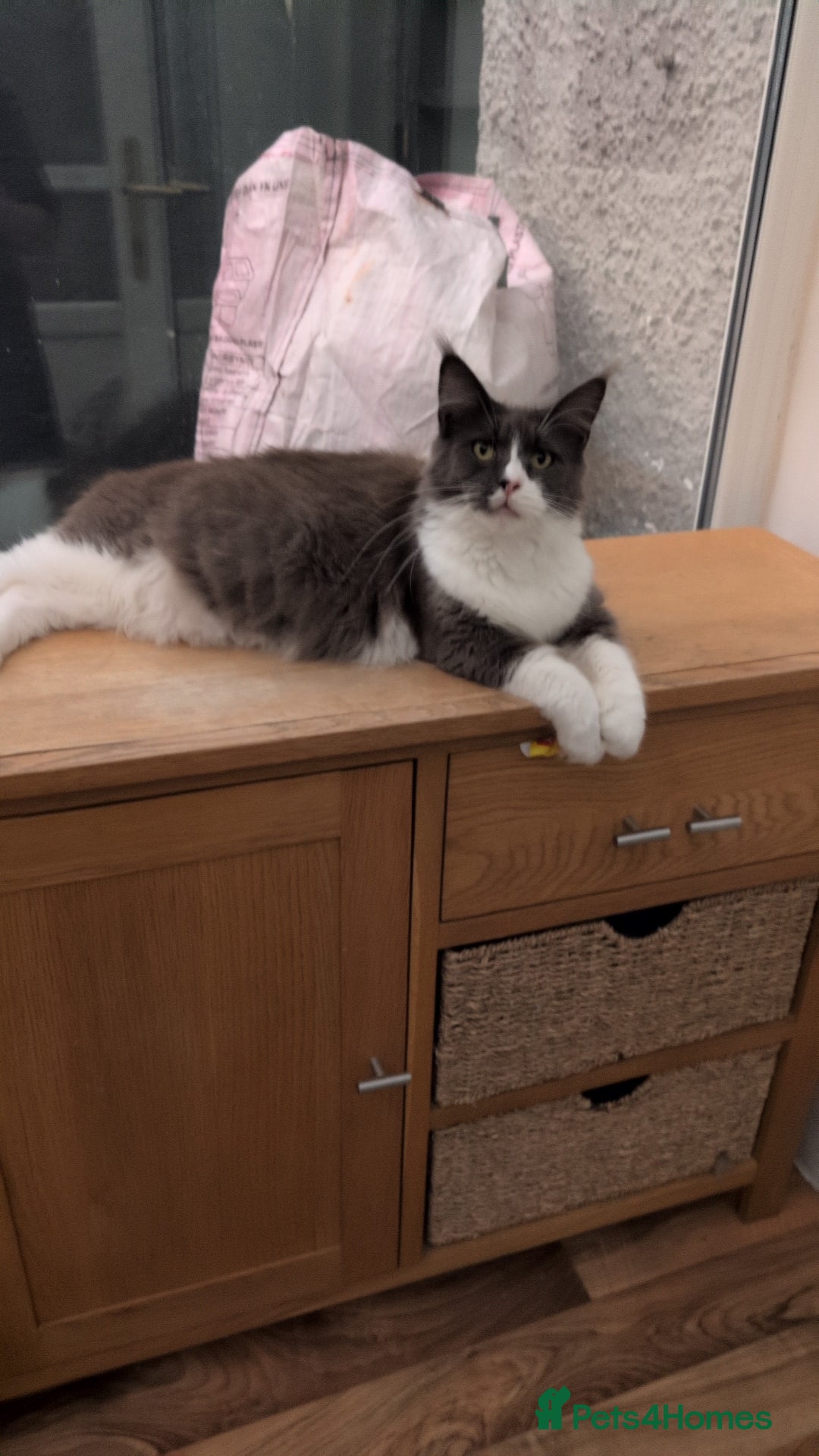 Maine Coon cats for sale: GCCF Maine Coon Cat for Sale – Loving Lap Cat - Image 1