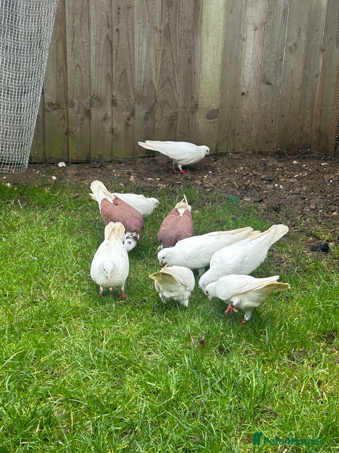 Pigeons birds for sale: Pigeons - Advert 5