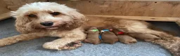 Cockapoo dogs for sale: Beautiful little of cockapoos in Highbridge - Advert 6