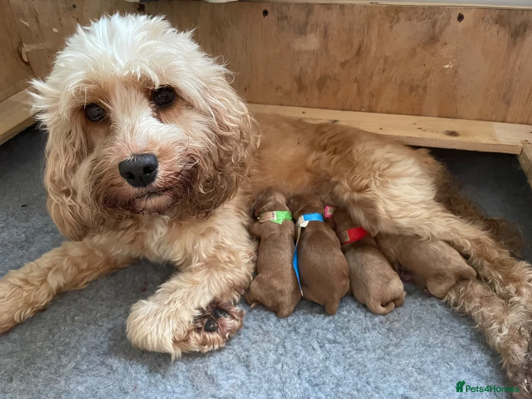 Cockapoo dogs for sale: Beautiful little of cockapoos in Highbridge - Advert 6